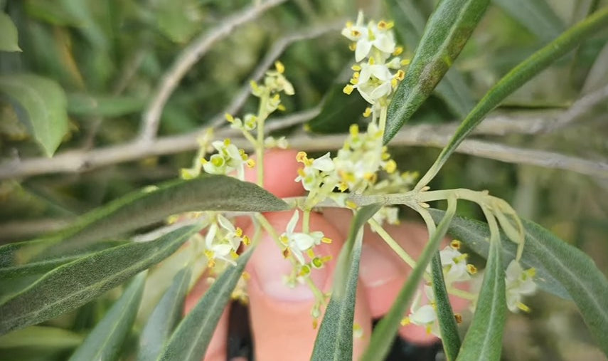 PROCESO_FLORACION_OLIVOS_ACEIT