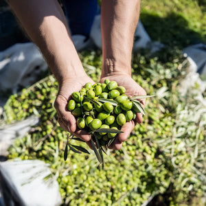 ¿Qué es el aceite de cosecha temprana y por qué es tan especial?