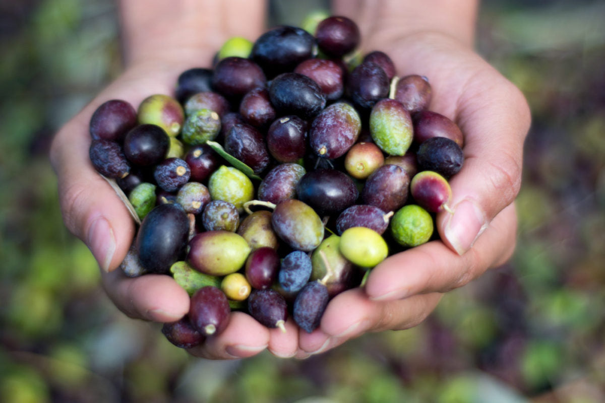 como se hace el aceite de oliva