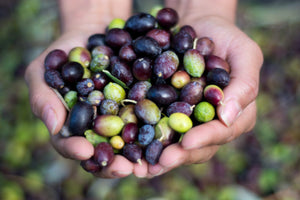 wie Olivenöl hergestellt wird