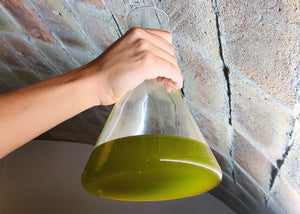 ¿Qué es el Oli del Raig? Presentamos el primer aceite de oliva del año en la Costa Brava