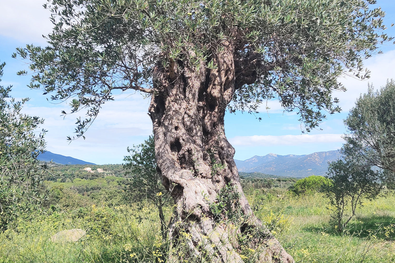 Preservando la Tradición: El Arte de la Prensada de Aceite de Oliva en el Trull d'Agullana