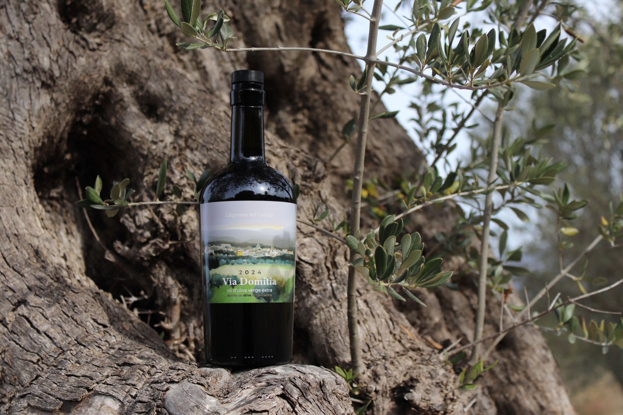 Aceite de Oliva Via Domitia 2024: Un Exquisito Viaje Sensorial con Toques Artísticos