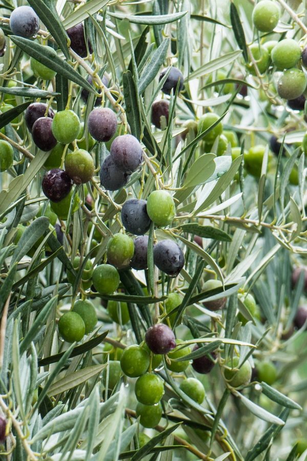 Lecciana: la joya ítalo-española que protagoniza nuestro Via Domitia 2025