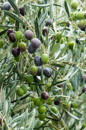 Lecciana: la joya ítalo-española que protagoniza nuestro Via Domitia 2025