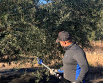 Oli del Raig 2024 Argudell - 0.5L - First Cold Pressed Olive Oil