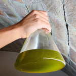 Oli del Raig 2024 Argudell - 0.5L - First Cold Pressed Olive Oil