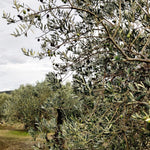 Oli del Raig 2024 Argudell - 0.5L - First Cold Pressed Olive Oil