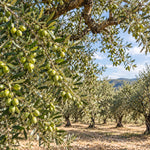 Oli del Raig 2026 – AOVE de Cosecha Temprana Sin Filtrar Argudell & Picual - PREVENTA
