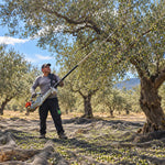 Oli del Raig 2026 – AOVE de Cosecha Temprana Sin Filtrar Argudell & Picual - PREVENTA